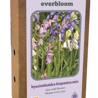 X 1 DOOS 25 EVERBLOOM HYACINTHOIDES HISP. MIX 7/8