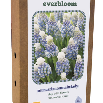 X 1 DOOS 25 EVERBLOOM MUSCARI MOUNTAIN LADY 7/8