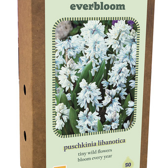 X 1 DOOS 50 EVERBLOOM PUSCHKINIA LIBANOTICA 6/7