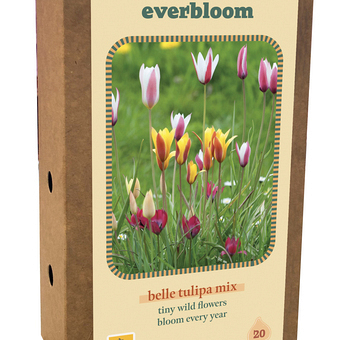 X 1 DOOS 20 EVERBLOOM TULIPA BELLE TULIPA MIX 6/+