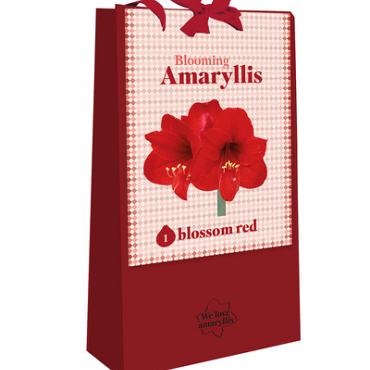X 1 TAS 1 BLOOMING AMARYLLIS BLOSSOM RED 28/30