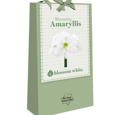 X 1 TAS 1 BLOOMING AMARYLLIS BLOSSOM WHITE 28/30