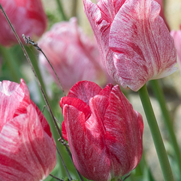 X 100 TULIPA HEMISPHERE 12/+