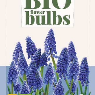 X 10 MUSCARI ARMENIACUM - BIO 7/+