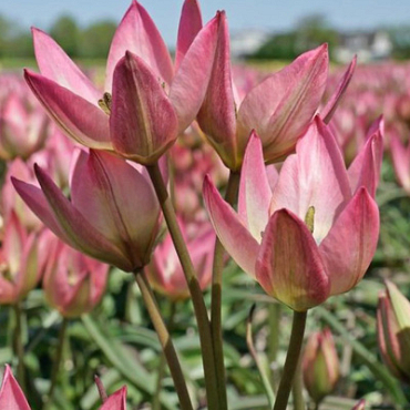 X 250 TULIPA DANIQUE 6/+