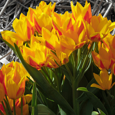 X 100 TULIPA HEWERI 9/+