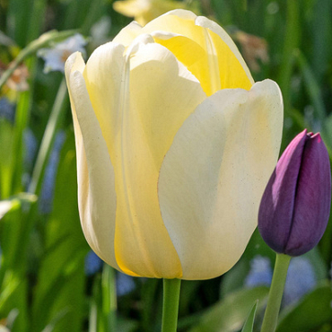 X 100 TULIPA IVORY FLORADALE 12/+