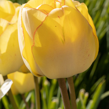 X 100 TULIPA AKEBONO 11/12