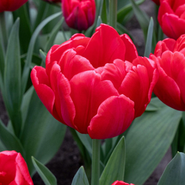 X 100 TULIPA RED FOXTROT 12/+