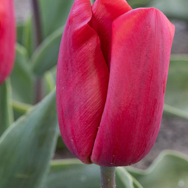 X 100 TULIPA RED PARADISE 11/12