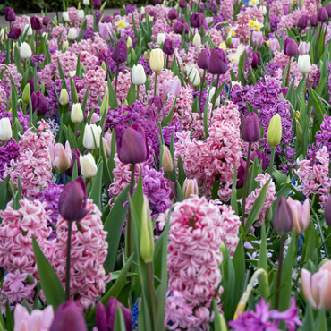 X 100 FRAGRANT SURPRISE I
