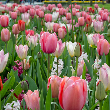 X 100 PINK DREAMS I