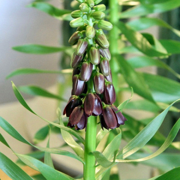 X   25 FRITILLARIA PERSICA PURPLE DYNAMITE 18/20
