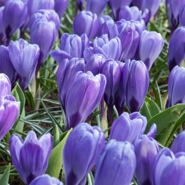X 100 CROCUS BLUE OCEAN 8/9