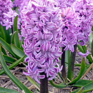 X   50 HYACINTHUS PURPLE VOICE 15/16