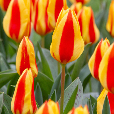 X 100 TULIPA GOUDSTUK 11/12