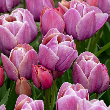 X 100 TULIPA BLUE HEAVEN 11/12