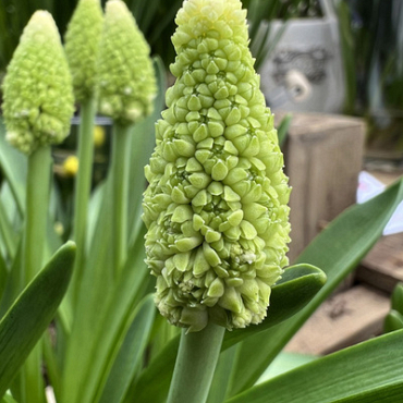 X 100 MUSCARI LADY MADONNA 7/8