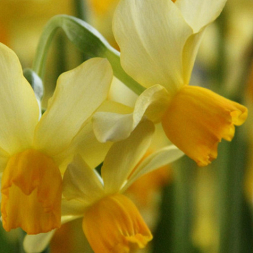 X 100 NARCISSUS EATON SONG 12/14