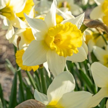 X 100 NARCISSUS FEBRUARY SILVER 12/14