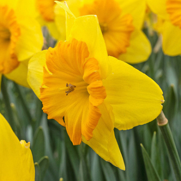 X 100 NARCISSUS PRIDE OF LIONS 12/14