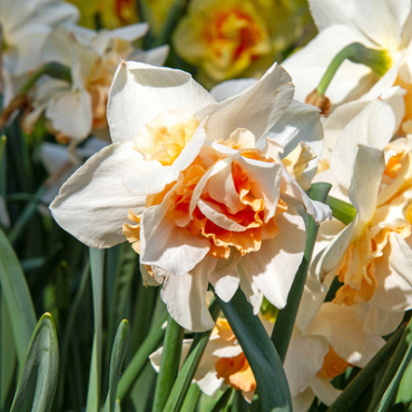 X 100 NARCISSUS REPLETE 12/14