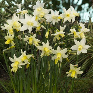 X 100 NARCISSUS TOTO 8/9
