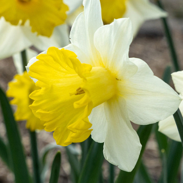 X 100 NARCISSUS VICTORIA 12/14