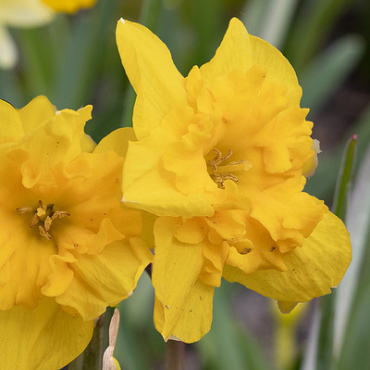 X 100 NARCISSUS YELLOW PARROT 12/14