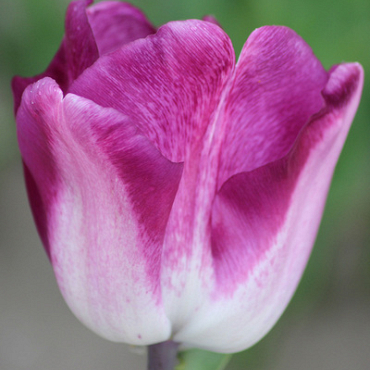 X 100 TULIPA SHIUN 11/12