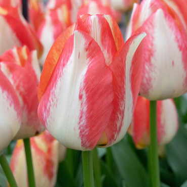 X 100 TULIPA SPRYNG SUNRISE 12/+