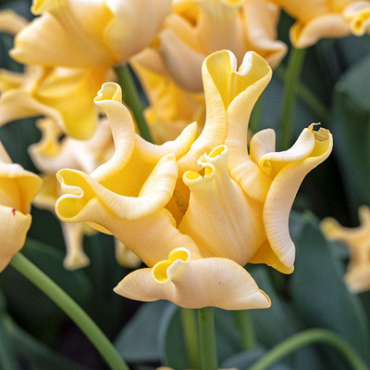 X 100 TULIPA YELLOW CROWN 12/+