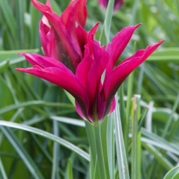 X 100 TULIPA PURPLE DOLL 11/12