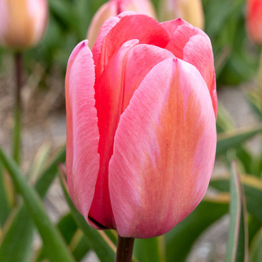 X 100 TULIPA DESIGN IMPRESSION 11/12