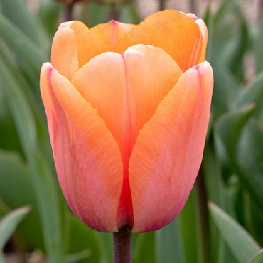 X 100 TULIPA APRICOT IMPRESSION 11/12
