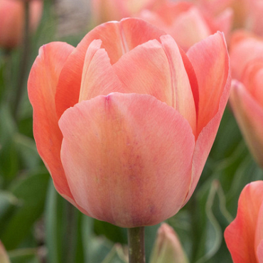 X 100 TULIPA SALMON VAN EIJK 11/12