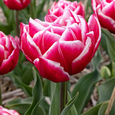 X 100 TULIPA COLUMBUS 12/+