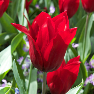 X 100 TULIPA PRETTY WOMAN 11/12
