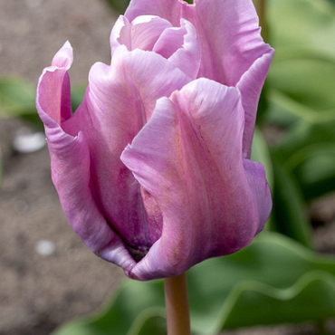 X 100 TULIPA BLUE PARROT 11/12
