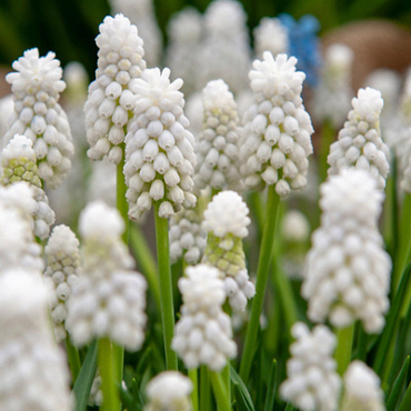 X 100 MUSCARI AUCHERI WHITE MAGIC 8/9