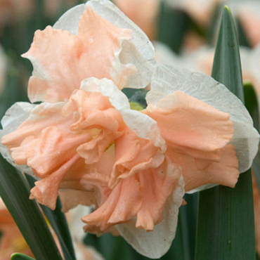 X 100 NARCISSUS APRICOT WHIRL 14/16