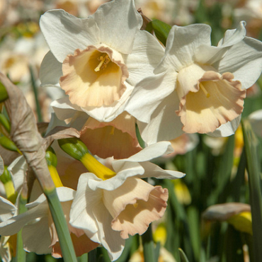 X 100 NARCISSUS COSMOPOLITAN 10/12