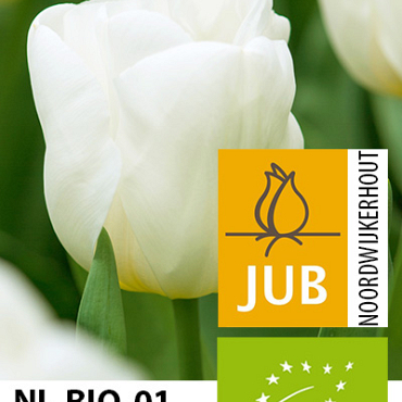 X 100 BIO TULIPA CALGARY 11/12