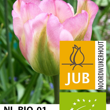 X 100 BIO TULIPA GROENLAND 11/12