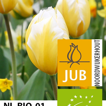 X 100 BIO TULIPA SWEETHEART 11/12