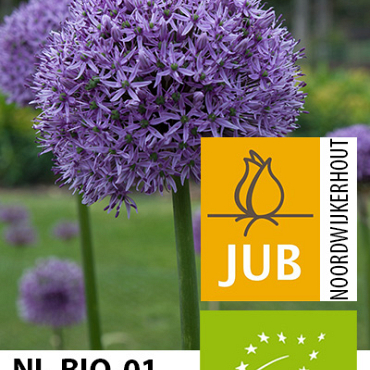 X   25 BIO ALLIUM GLADIATOR 20/+
