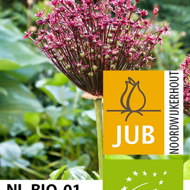 X   50 BIO ALLIUM MAGIC 8/+