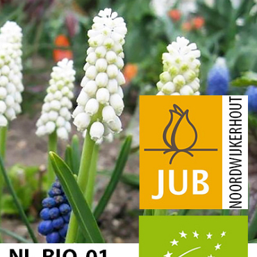 X 100 BIO MUSCARI CASABLANCA 5/+