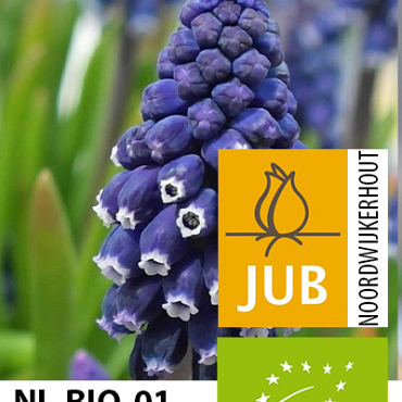 X 100 BIO MUSCARI JOYCE SPIRIT 7/8