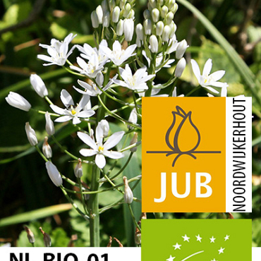 X   25 BIO ORNITHOGALUM SOCHII 12/+